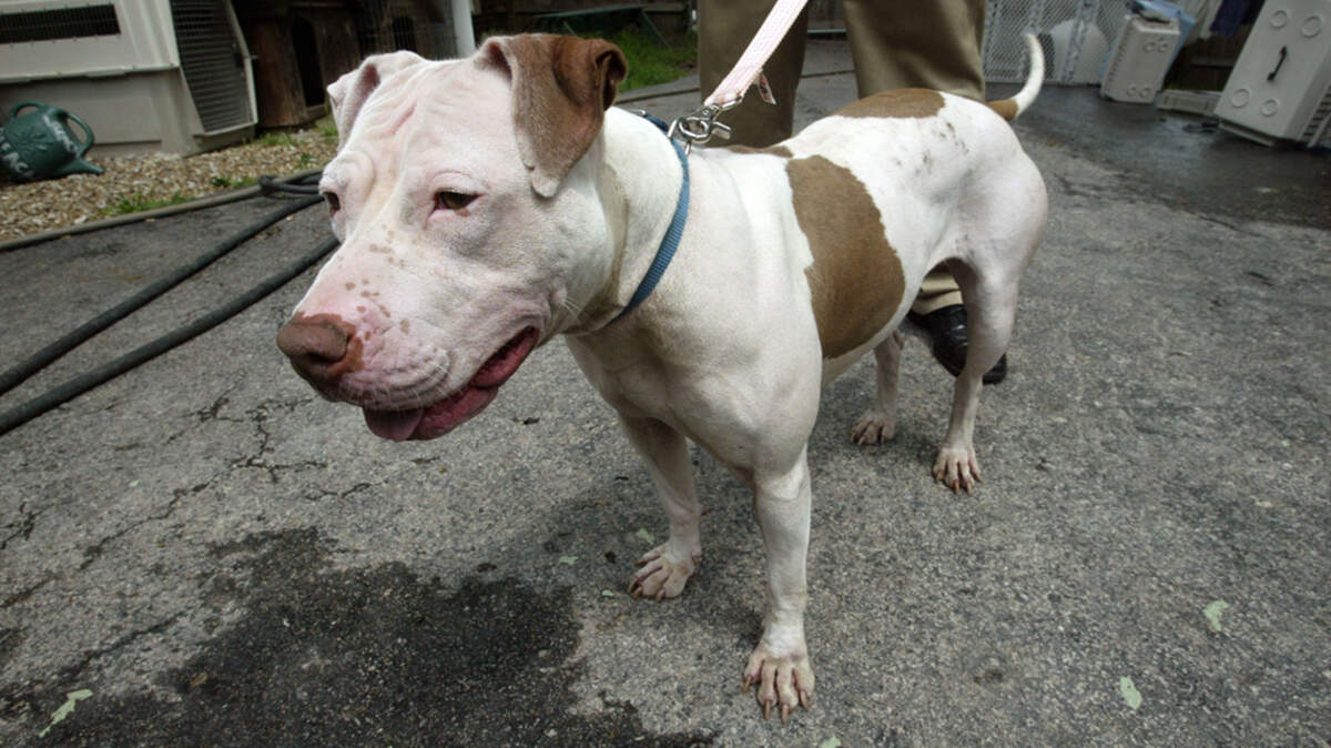 City of Independence repeals years-old ban on pit bulls | Kansas